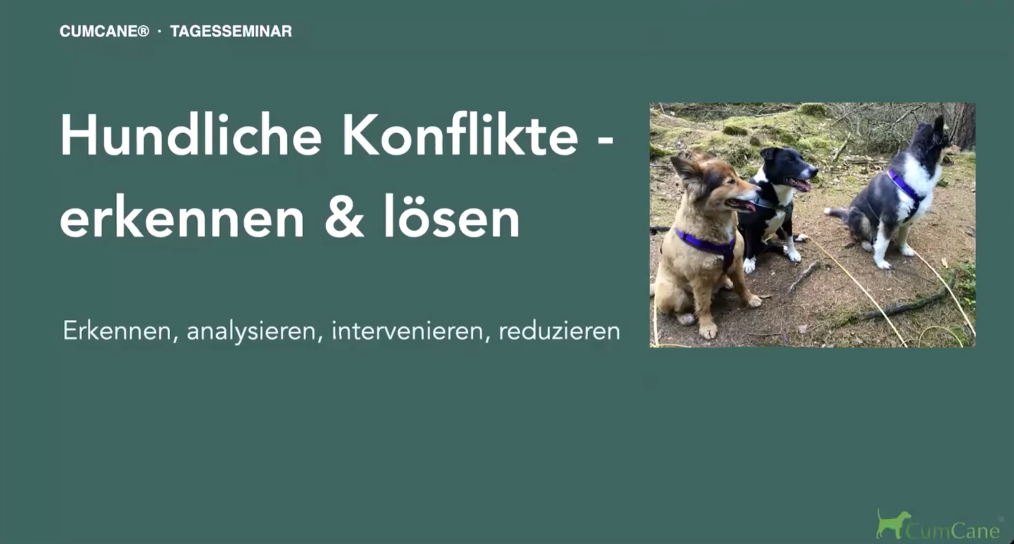 Hundliche Konflikte erkennen und lösen - Seminar mit Frau Dr. Ute Blaschke-Berthold
