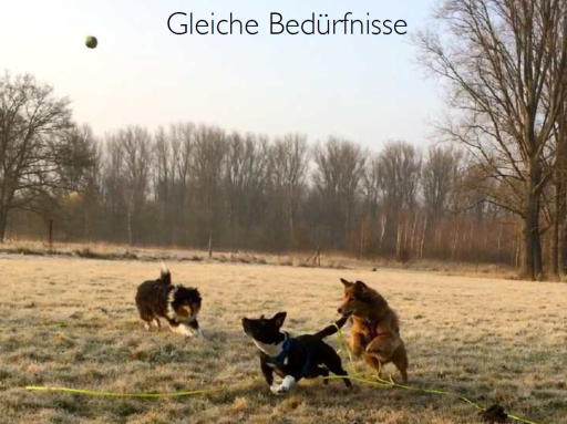 Mehrhundehaltung Folie 2